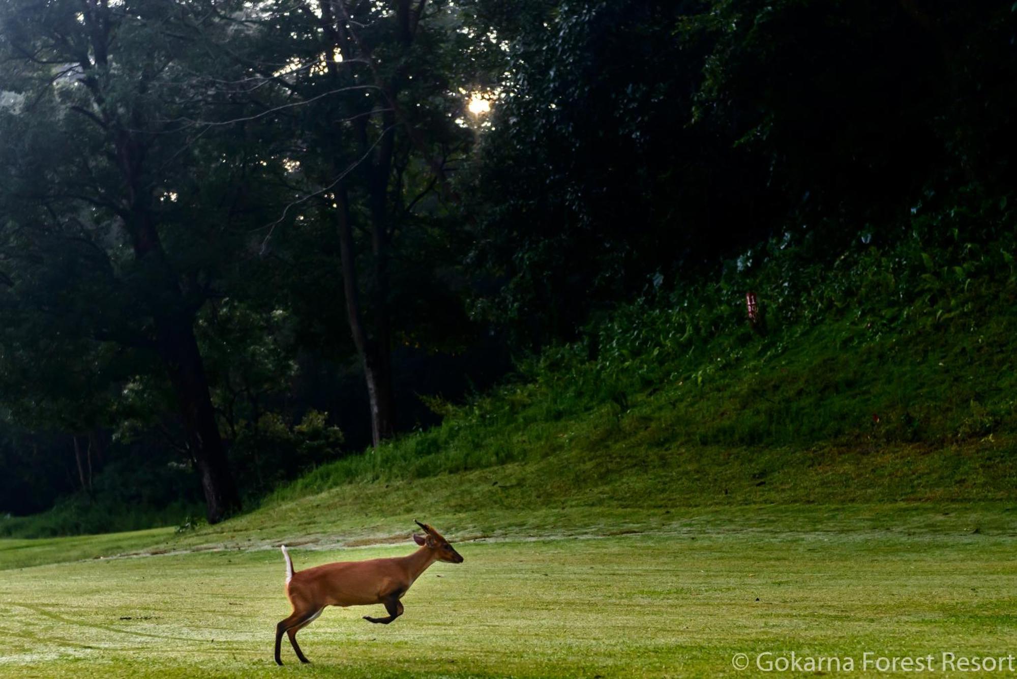 Gokarna Forest Resort Kathmandu Esterno foto