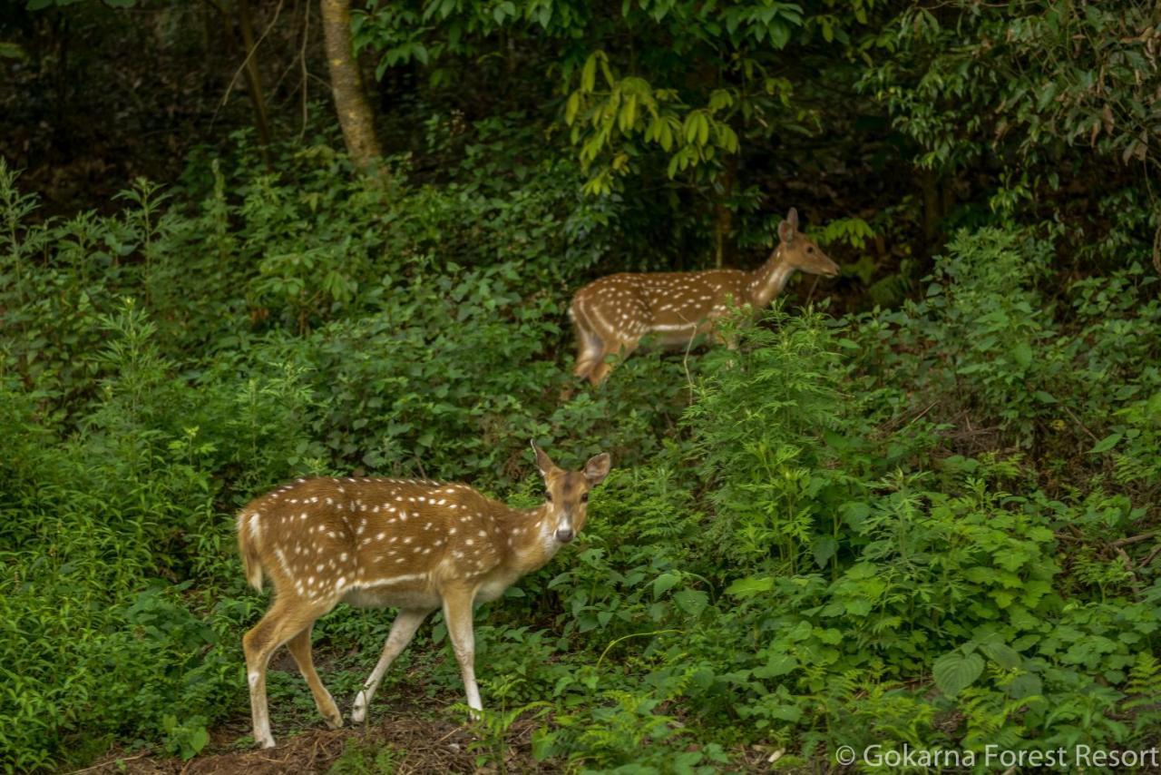 Gokarna Forest Resort Kathmandu Esterno foto